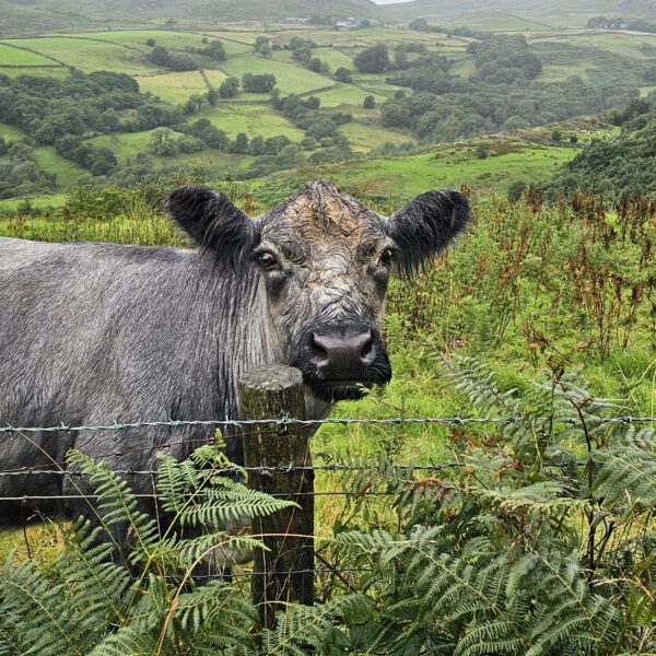 North Pennines